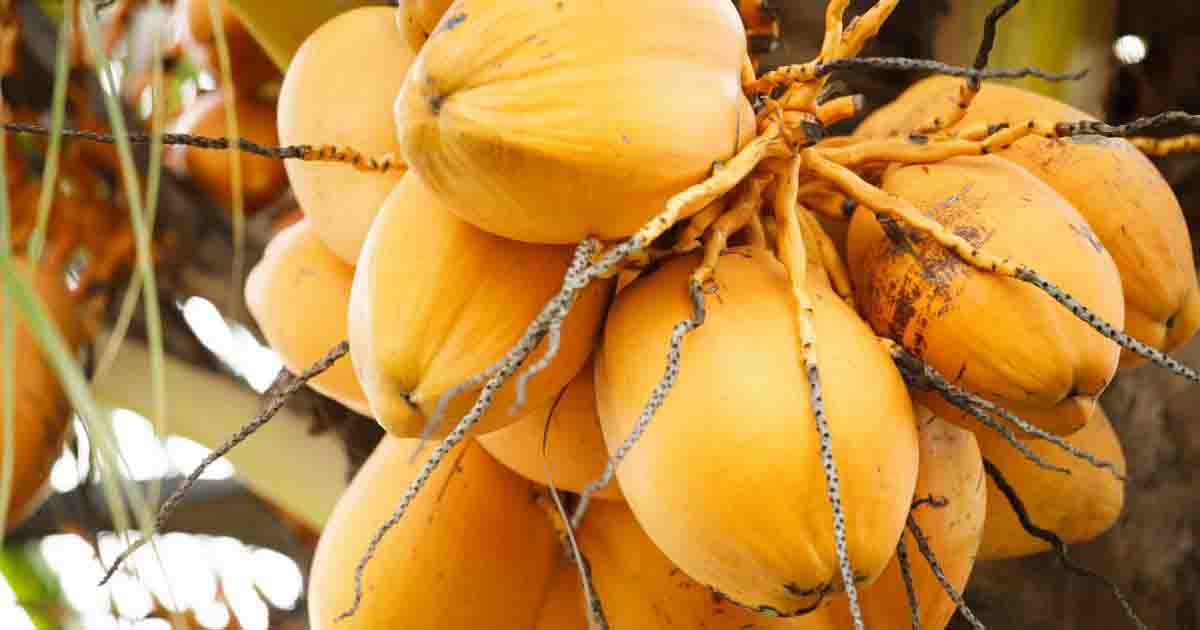 Indonesia Coconut Exporter | Redefining Global Trade